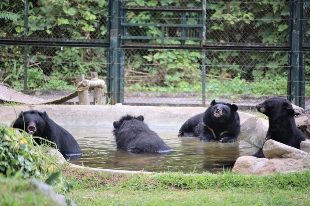 Moon bears relaxing in their Animals Asia habitat